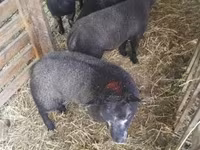 Sheep, Texel sheep — photo 3