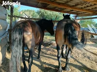 Kanca, Lovak — 4. fotó