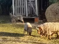 Schaf, Racka sheep — Foto 2