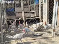 Turkeys — 照片 2