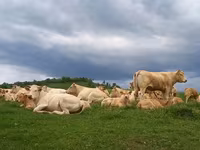 Tehén, Blonde d’Aquitane cattle — 1. fotó