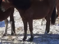 Atlar (partiya, cinsi göstərilməyib), Horse breed — foto 1
