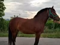 母马, Horses — 照片 2