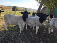 Kos, Dorper sheep — 2. fotó