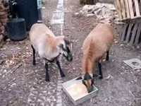 母羊, Cameroon sheep — 照片 1