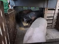 Knur, Świnie — zdjęcie 1