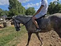 Hing, Lipizzaner — 4. fotó