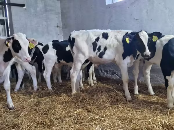 Býk, Russian Black pied cattle