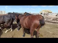 Yegua, Kazakh horse — foto 8