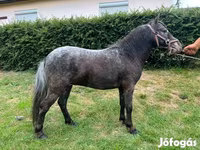 Caballo, Appaloosa — foto 2
