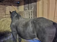 Mare, Horses — photo 2