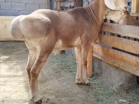 Qoç, Arashan sheep — foto 3