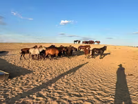 فرس, Mugalzhar horse — الصورة 1