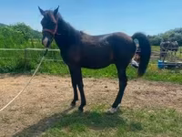 Hing, Hucul pony — 5. fotó