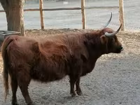 Vaca, Highland — foto 4