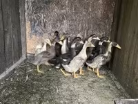 Ducks — الصورة 4