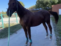 Kůň, Budyonny horse — foto 1