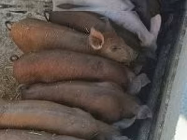 Schweine (Partie, Geschlecht nicht angegeben), Schweine — Ungarn