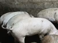 Sow, Pigs — photo 2