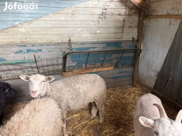 Oveja, Merino sheep — Hungría