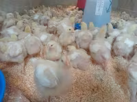 Chickens — foto 2