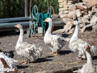 Geese — photo 1