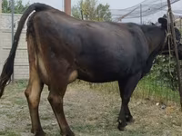 母牛, Simmental cattle — 照片 1