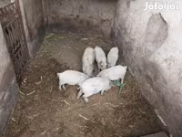 猪（批次，未指定性别）, Мангалица — 照片 3