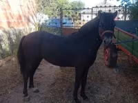 Caballo, Caballos — foto 2