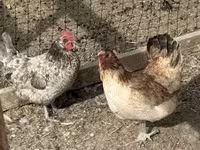 Chickens — फ़ोटो 2