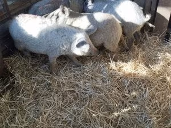 Boar,  — Hungary