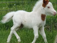 Stute, Miniature horse — Foto 8