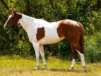 Horse (M), American paint horse — photo 1
