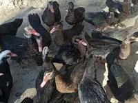 Ducks — photo 3