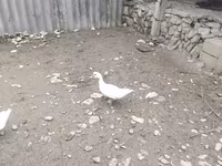 Ducks — foto 5