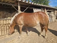母马, Horses — 照片 4