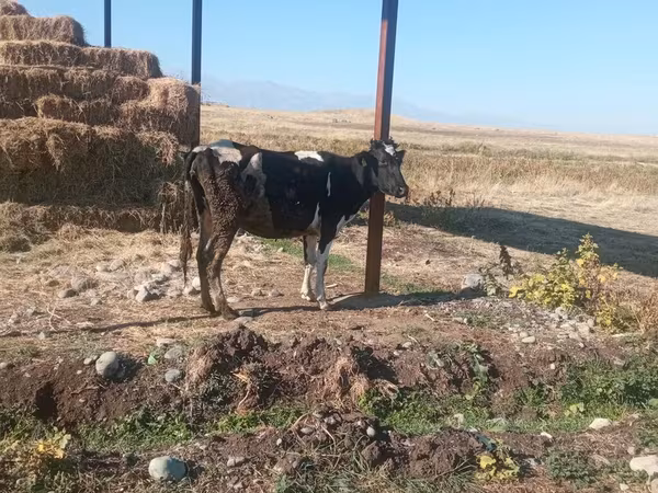 母牛, Holstein breed