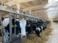 Cow, Holstein breed — photo 3