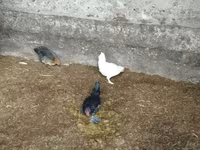 Bantam — zdjęcie 1