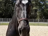 Kanca, Percheron — 3. fotó