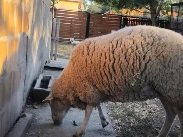 Brebis, Moutons — Hongrie