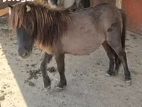 فرس, Shetland Pony — الصورة 7