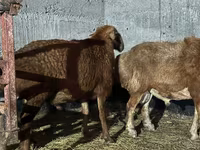 Kos, Edilbay sheep — 1. fotó