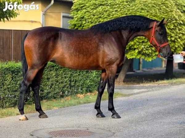 Yegua, Caballos