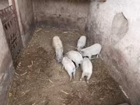 Donuzlar (partiya, cinsi göstərilməyib), Мангалица — foto 2