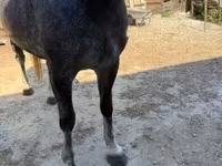 Madyan, Lipizzaner — foto 5