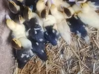 Ducks — Foto 2