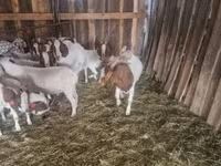 Cabro, Boer goat — foto 2