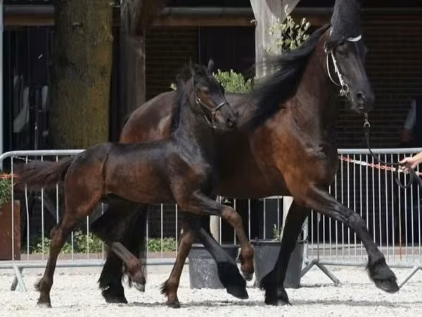 Айғыр, Friesian