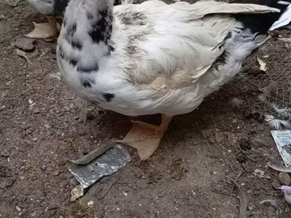مسكوفي منزلي